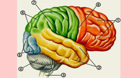 Практическая работа &quot;Строение головного мозга (изучение по муляжам, моделям и пластинчатым препаратам)&quot;..